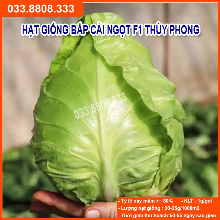 HẠT GIỐNG BẮP CẢI TRÁI TIM THÚY PHONG (va80)  10GRAM