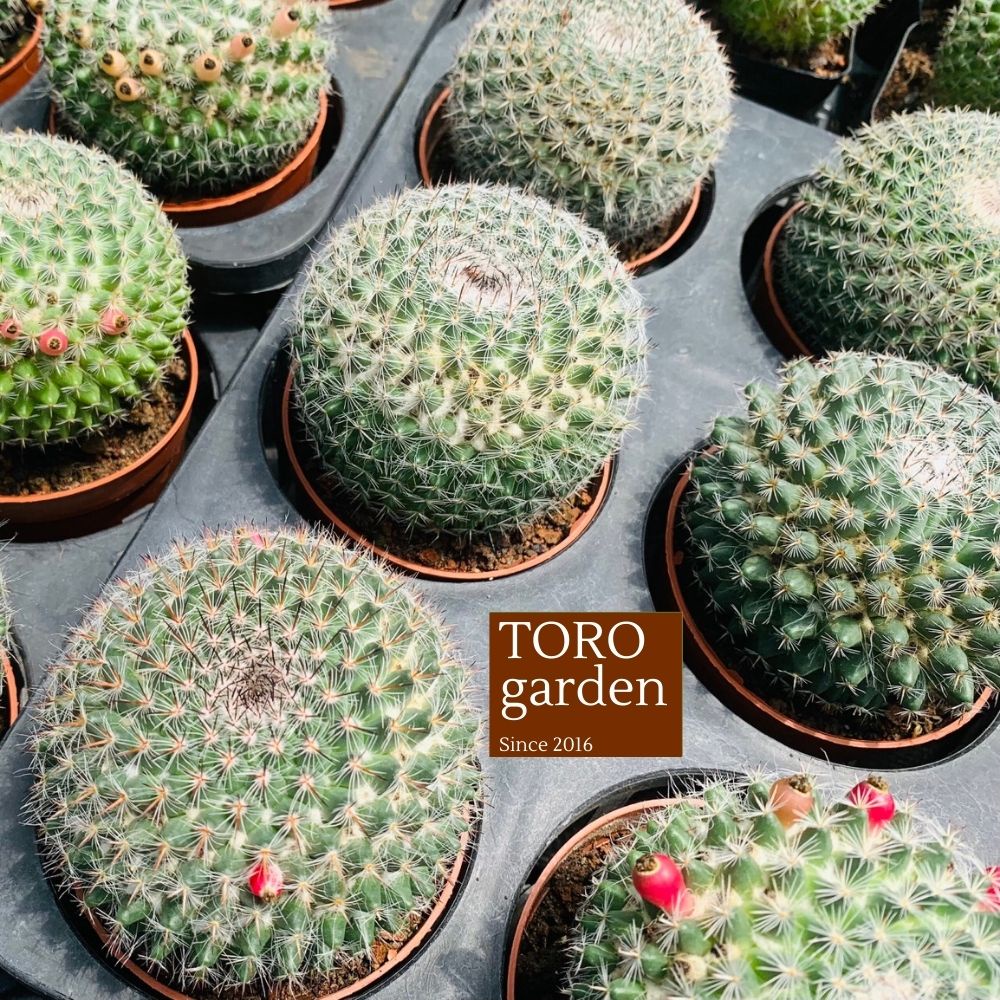 Xương rồng bánh sinh nhật Đà Lạt size trung bình cây cảnh trang trí nhà cửa Toro garden