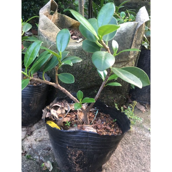 Cây si đá làm cảnh, bonsai, ký đá non bộ