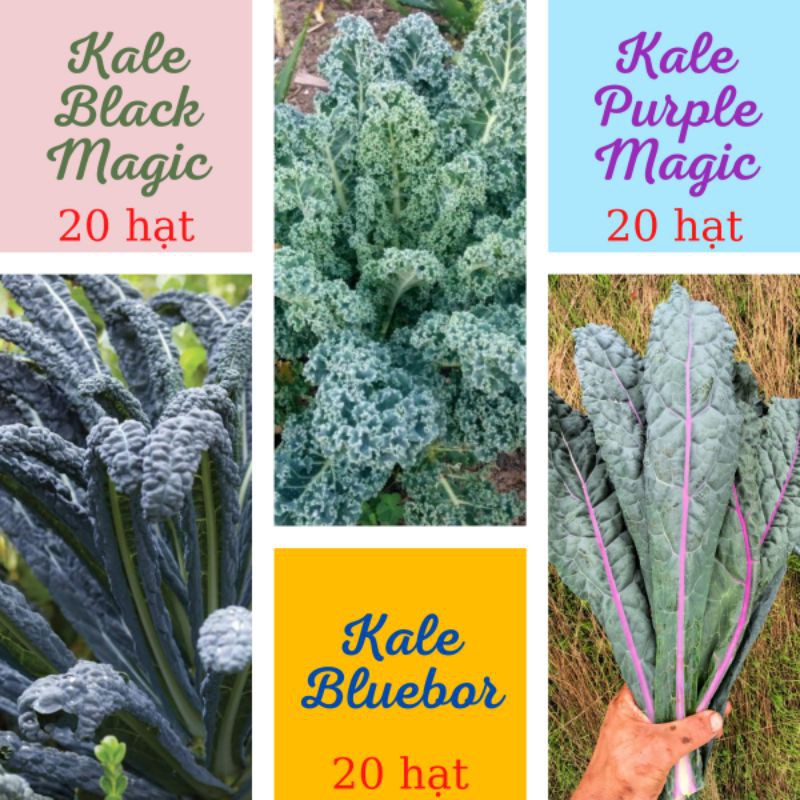 Combo hạt cải 20H Kale Bluebor, 20H Kale Black Magic, 20H Kale Purple Magic nhập mỹ giống hữu cơ siêu ngon dễ trồng