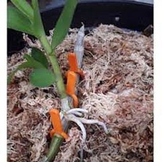 Phi điệp hoà bình - cây giống gieo hạt