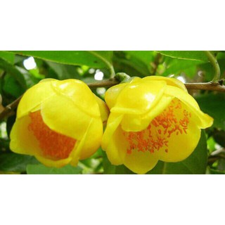 CÂY TRÀ HOA VÀNG CAO 1,1M