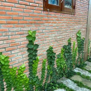 Cây 🌲 Kắt Kè ♌ leo tường.