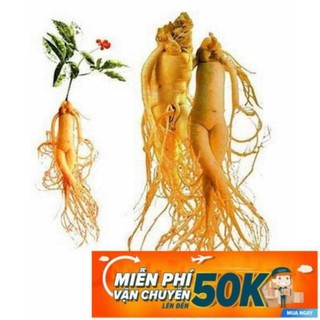 10 Hạt giống Nhân sâm Hàn quốc (tặng gói kích nẩy mầm và hướng dẫn) LuckyseadTG