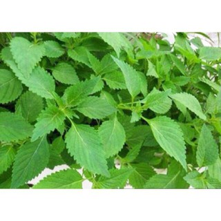 HẠT GIỐNG Rau Kinh Giới ( Rau Gia Vị Ngon) - 2 gr