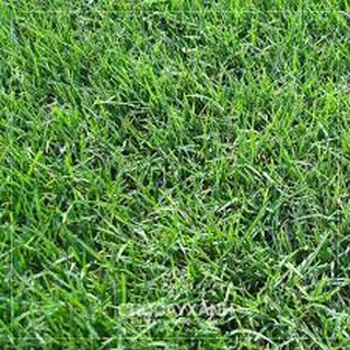 Hạt Giống Thảm Cỏ Bermuda gói 10 gram