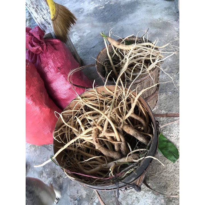 Sâm dây Ngọc Linh - Hàng 15 củ | 1kg