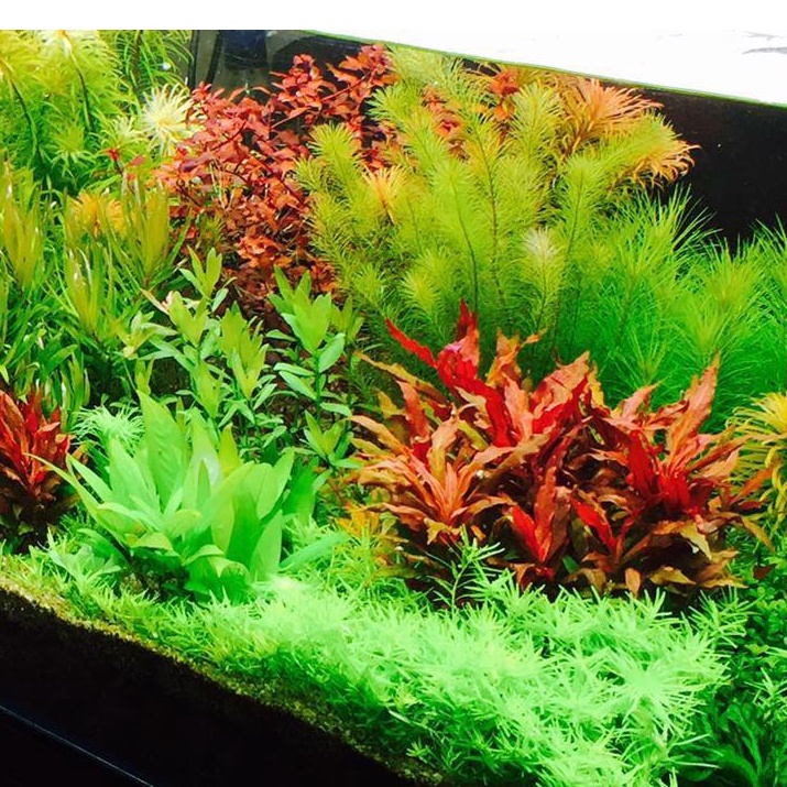 Cây Thủy Sinh Cất Cắm giá rẻ tự chọn - tổng hợp các loại cây thủy sinh không cần Co2 dễ sống- Mộc Nhân Farm