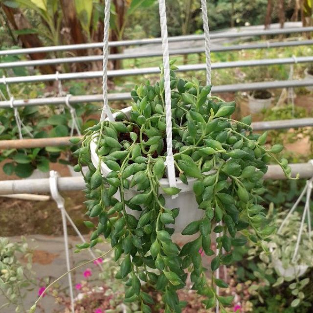 Chuỗi ngọc dài mới