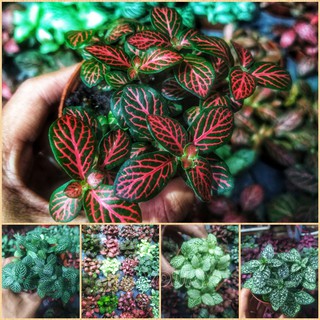 13 Cây Cẩm Nhung Fittonia (Lá may mắn) nhiều màu đẹp dùng làm cây để bàn làm viêc
