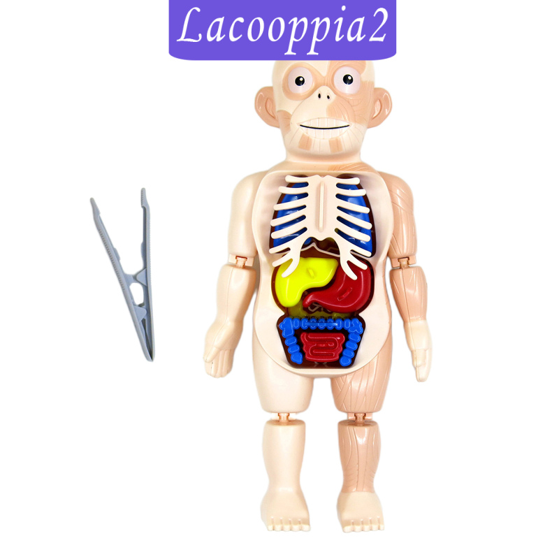 Mô Hình Cơ Thể Người Giải Phẫu Lacooppia2 Dùng Để Dạy Học Cho Bé