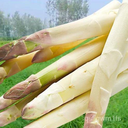 Hạt giống Măng tây xanh và tím Trồng một lần, thu hoạch nhiều năm 40h SHOP MỚI KHYẾN MẠI GIÁNG SINH