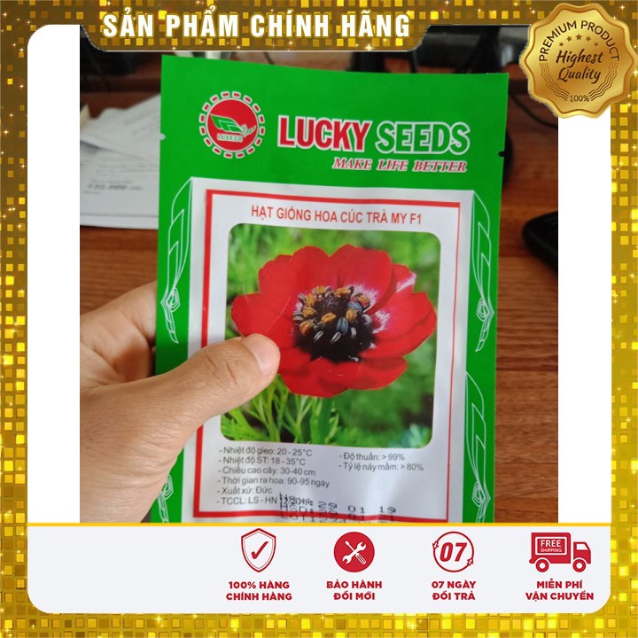 Hạt giống hoa cúc trà my F1 LUCKY SEEDS