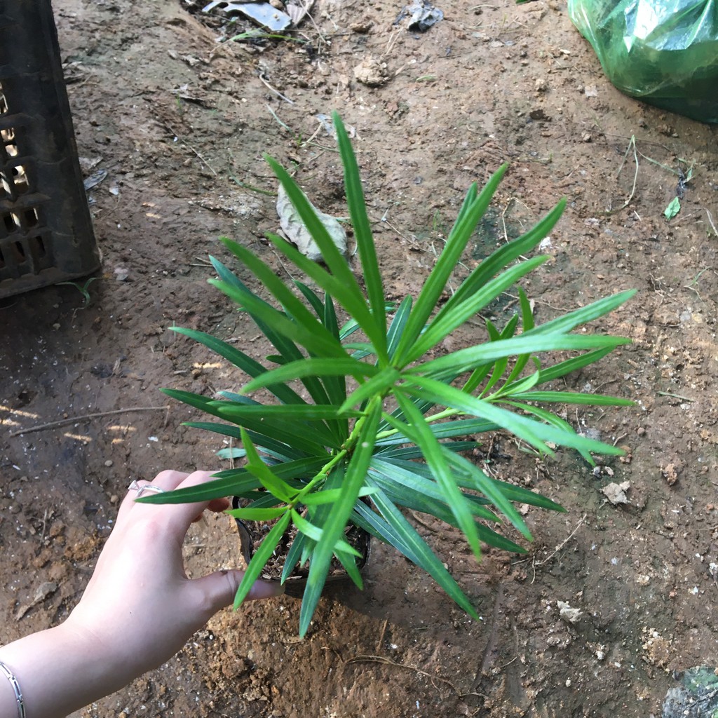 Tùng La Hán Lớn trên 2 năm tuổi cây cao khỏe có bầu đất 1kg cao 40-50cm