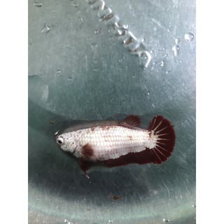 BETTA rồng đỏ 1 cặp trống và mái