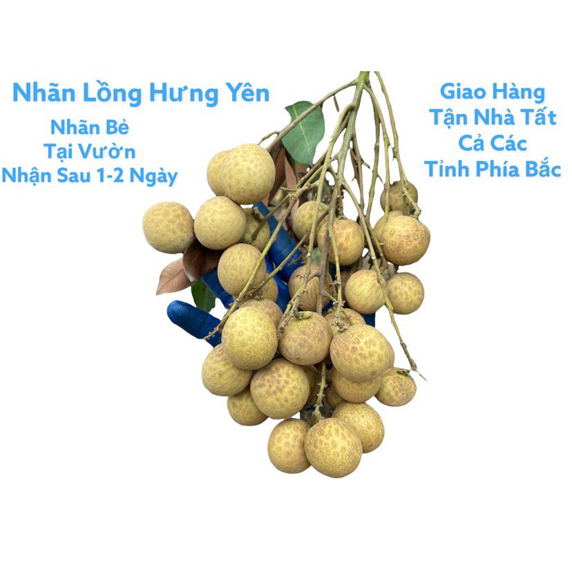 5000gr Nhãn Lồng Hưng Yên, Quả To, Vỏ Mỏng, Cùi Dày, Ngọt Thơm Chất Lượng