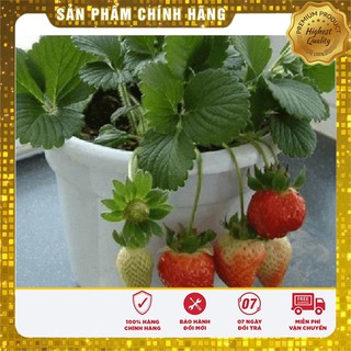 Bộ gói hạt giống Dâu tây đỏ