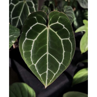 Cây anthurium crystallinum