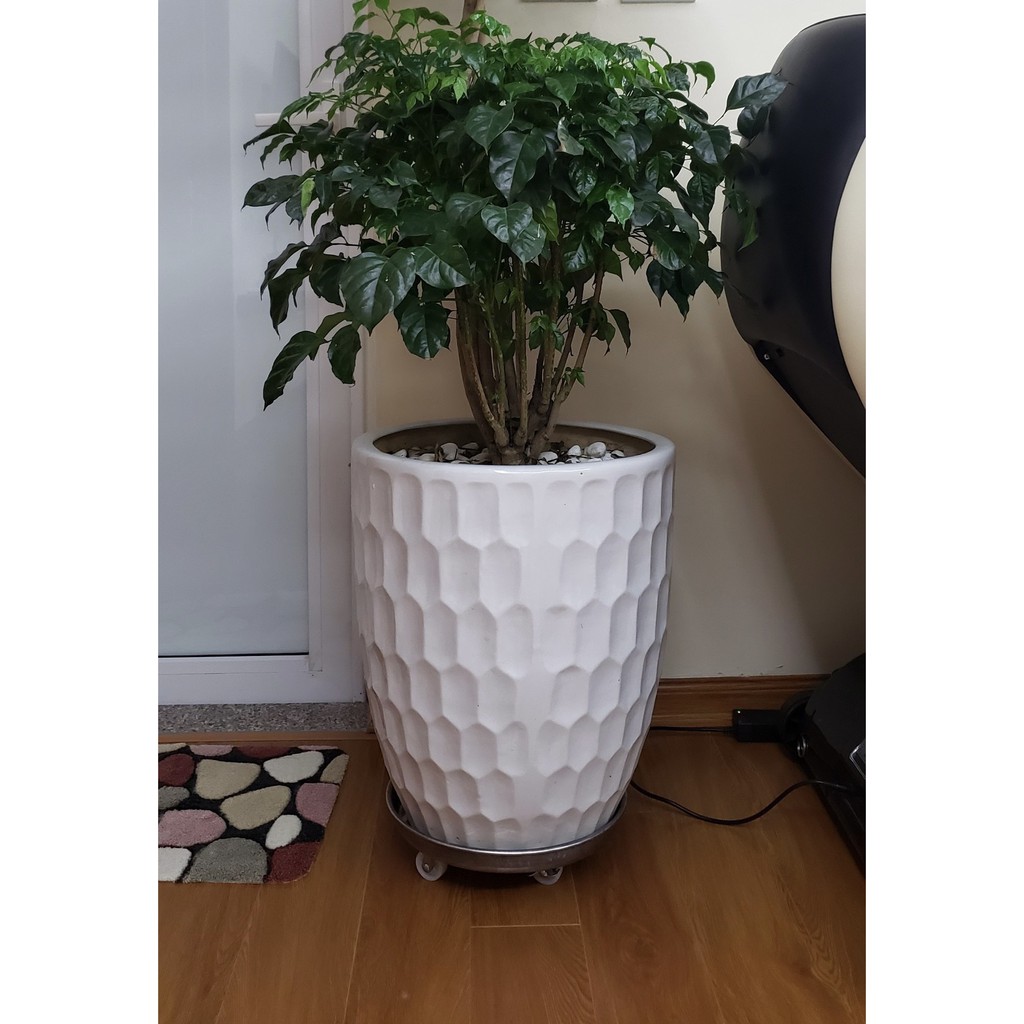 Đế inox lót chậu cây có bánh xe - Giảm 30% ngay hôm nay