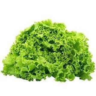 [Hạt giống Mỹ]  - Xà lách Green Crispy