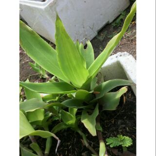 5 cây giống lược vàng