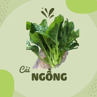 [Hạt giống Mỹ] - Cải ngồng Improved
