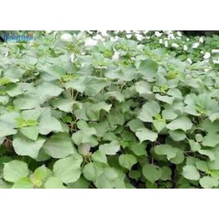 củ gai tươi 1kg an thai