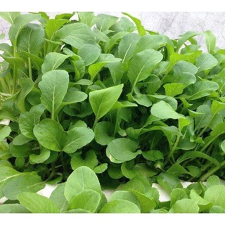 Gói 100 hạt giống cải ngọt