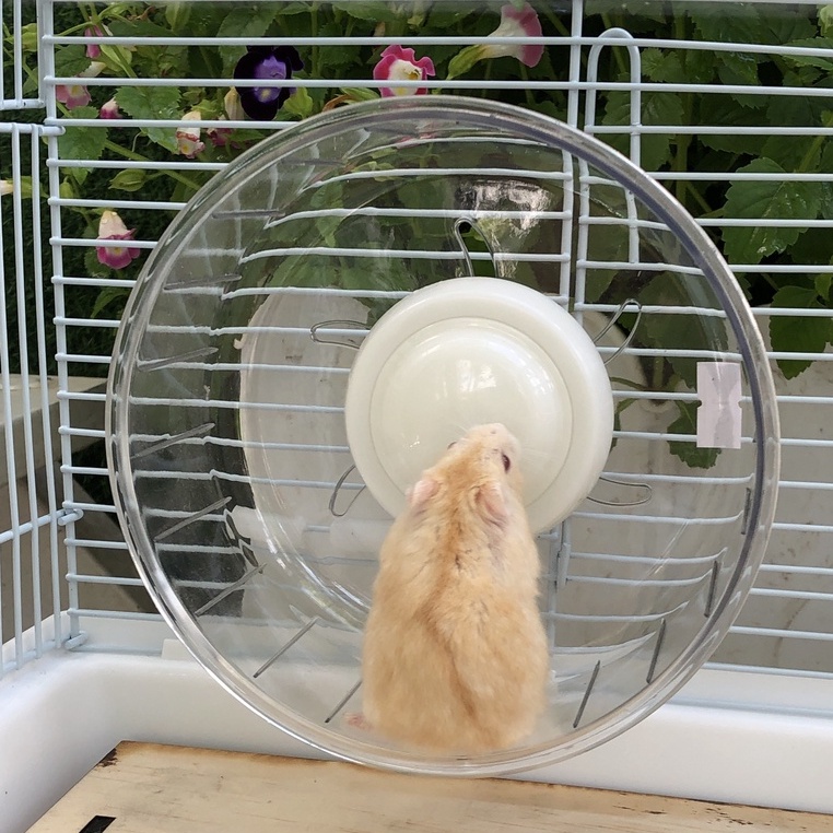 Wheel hamster trong suốt DAISY siêu êm