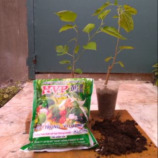 Combo 2 cây dâu tằm, 2 kg phân bò ủ hoai,