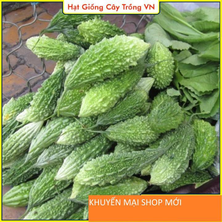 Hạt giống Khổ Qua Rừng Dễ Trồng - Gói 10 Hạt khuyến mại shop mới