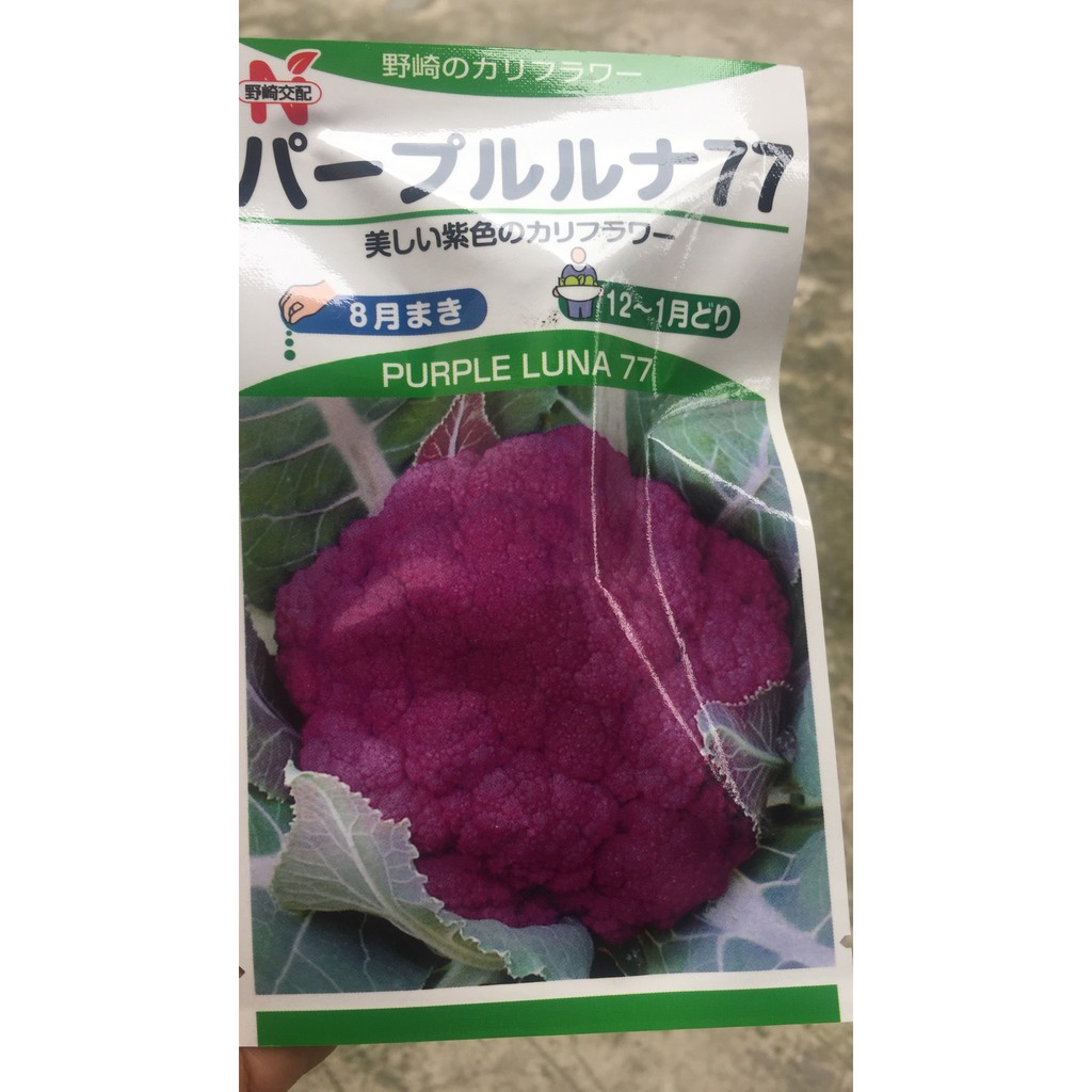 hạt giống súp lơ violet nhật bản