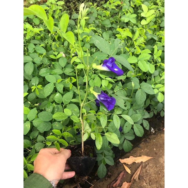 Cây giống hoa đậu biếc kép bông to siêu hoa mua 10 cây tặng thêm 1 cây