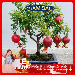 Hạt giống lựu lùn - 5 hạt / gói