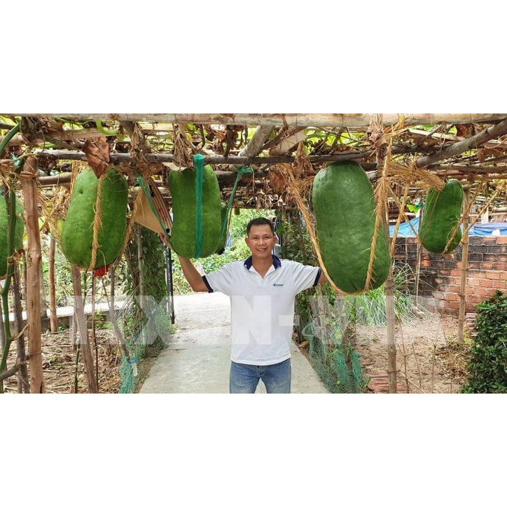 Hạt Giống Bí Đao Xanh Khổng Lồ - Gói 5 Hạt KNS2407