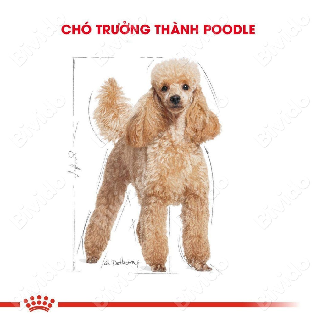 Thức ăn Royal Canin Poodle Adult chó lớn Poodle trên 10 tháng túi 500g - Bivido