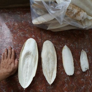 MÔ HÌNH Nang mực bổ sung canxi cho ốc. Bán theo cái