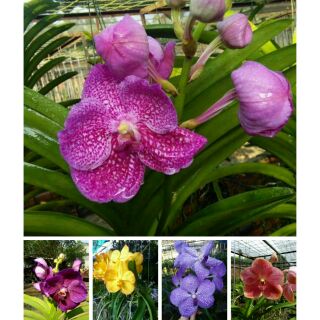 Hoa phong lan  vanda thái hoa tết