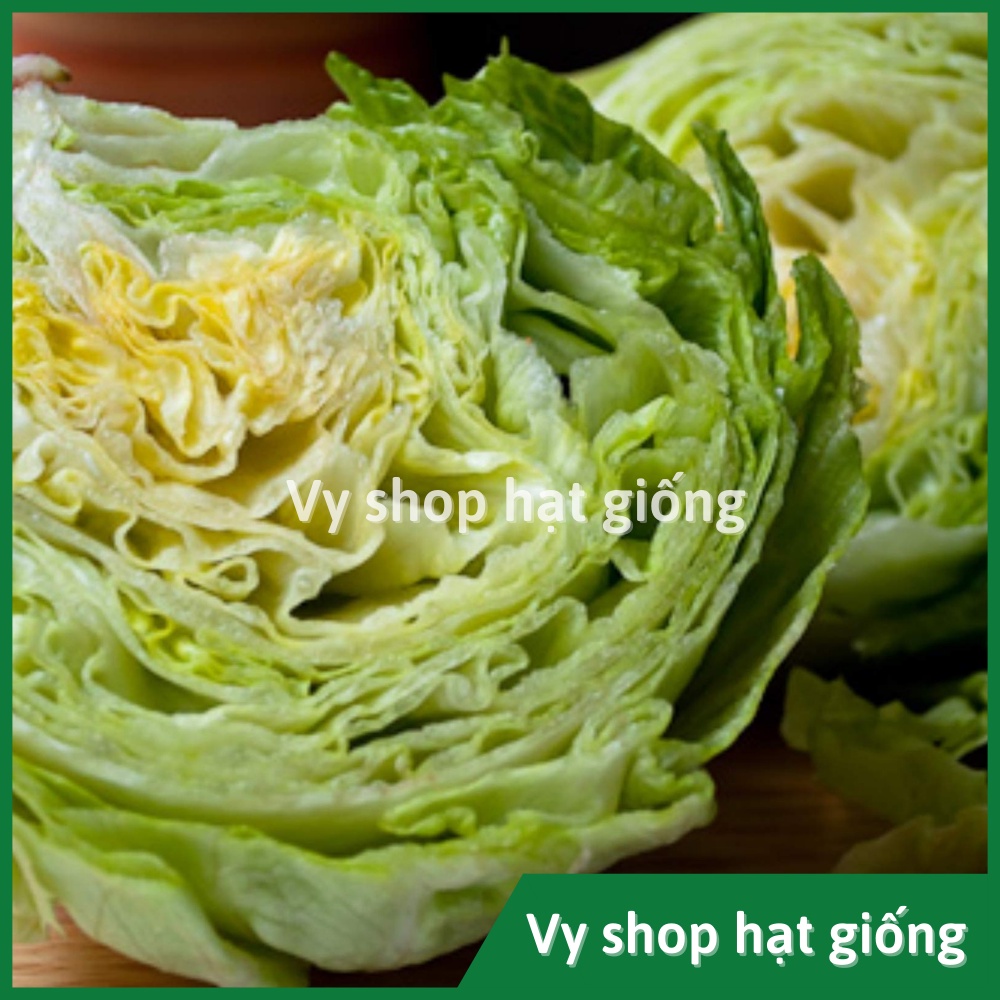 Hạt giống rau xà lách búp iceberg Thái Lan gói 5000 hạt