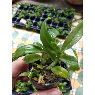[FREESHIP TỪ 50K] Trầm lai phi điệp cốc giông