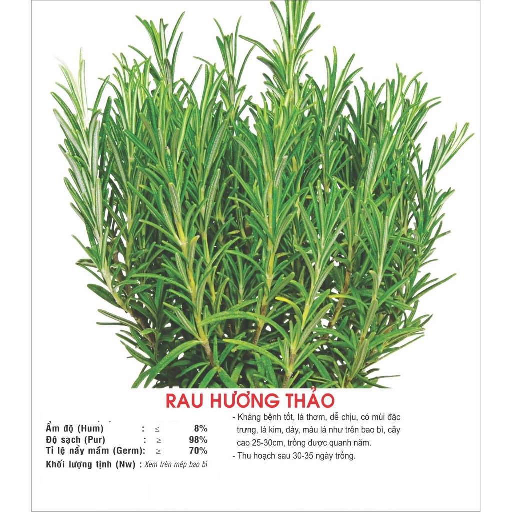 Hạt giống Cây Hương Thảo - Rosemary - Mê Điệt Hương VTS191 | Vạn Tín Store