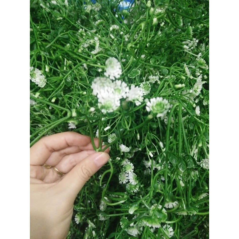 CỎ ĐIỂM KY- ĐIỂM HOA MÙI