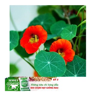 Hạt Giống Hoa Sen Cạn - 5 Hạt