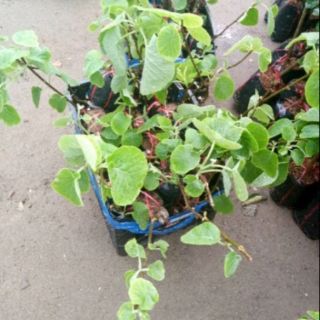 Combo 1kiwi ,1 nho thân gỗ (165k)