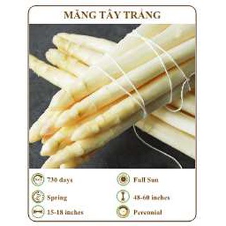 Hạt giống măng tây trắng - THE XANH