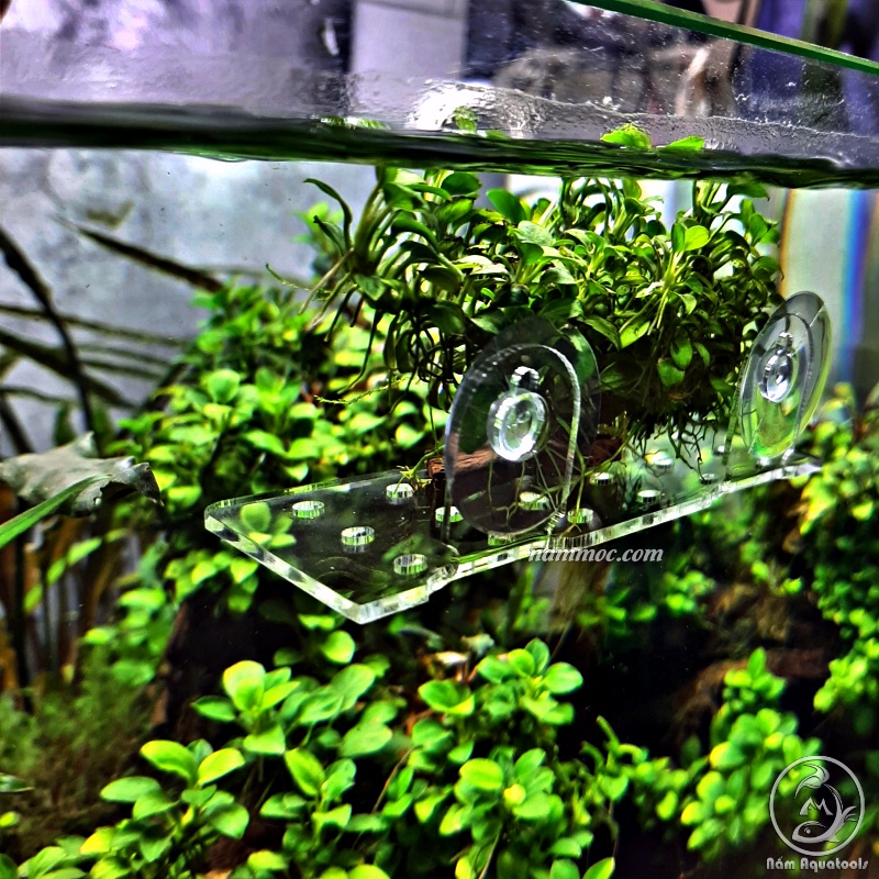 Tấm Nâng Acrylic / Giá Đỡ Giá Thể Ươm Ráy, Bucep - Đỡ Vĩ Ươm Rêu Hít Thành Kính