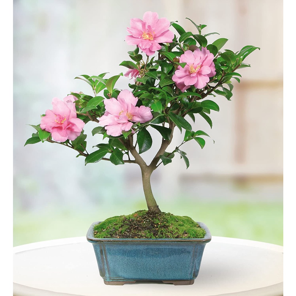 HẠT GIỐNG TRÀ MY BONSAI