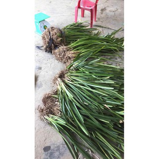 Kiếm lô hội hàng giống(cây to,bộ rễ đẹp)