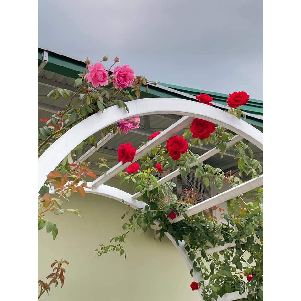DỊCH CHUỐI ĐẬM ĐẶC - PHÂN BÓN HOA HỒNG - VƯỜN HỒNG ĐỨC LINH
