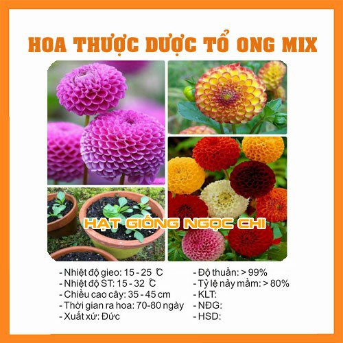 Hạt Giống Hoa Thược Dược Tổ Ong Mix - 30 Hạt